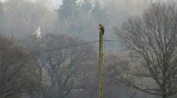 1 P1010462 Bzzd on pole EC