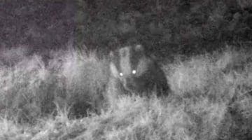 2 ! 01220005 Bdgr head Still from vid ECC - Reduced