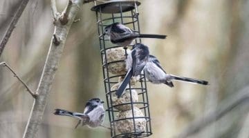 2 ! DSC_8593 Four l-tailed tits EC Re-Reduced