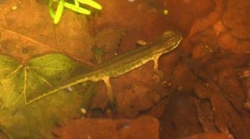 2 ! DSC_8733 Palmate newt EC Reduced