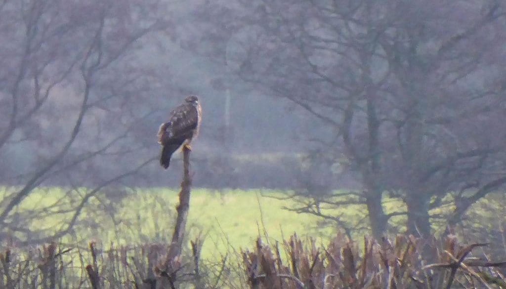 2 P1010481 Bzzd on hedge branch EC