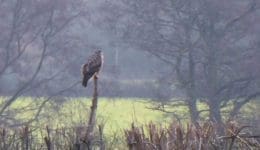 2 P1010481 Bzzd on hedge branch EC