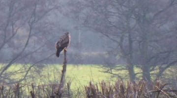 2 P1010481 Bzzd on hedge branch EC