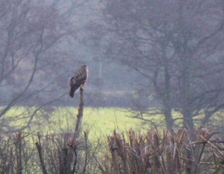 Wildlife Blog by Ron Allen – 31 December 2020