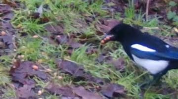3 ! 01190287 Magpie takes peanuts_Moment EC -