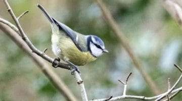 3 ! DSC_8612 Bluetit EC Reduced