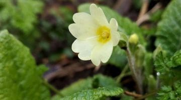 3 ! IMG_20210115_114454 Primrose EC Reduced