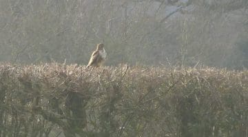 3 P1010509 Bzzd on hedge ECC