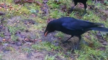 4 ! 01190289 Crows feed on peanuts -_Moment EC --