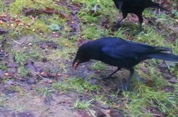 4 ! 01190289 Crows feed on peanuts -_Moment EC --