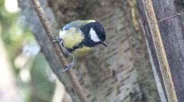 4 ! DSC_8493 Great tit EC Reduced