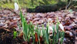 4 ! IMG_20210115_113651 Snowdrops Reduced
