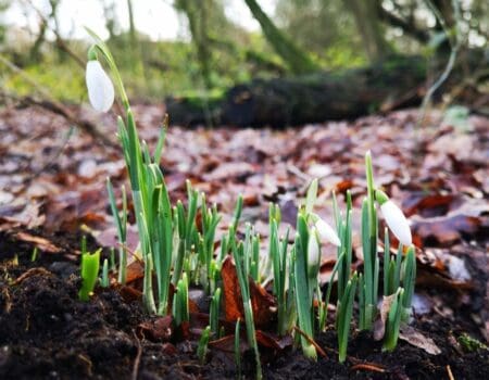 Wildlife Blog by Ron Allen – 15th January 2021