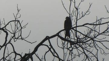 4 P1010464 Red kite in tree EC