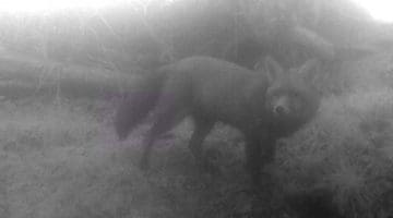 5 01150093_Moment Misty fox lwr sett EC
