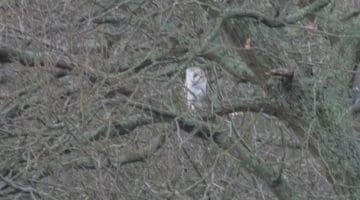 5 DSC_8252 Barn owl in tree EC