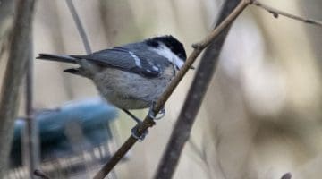 5 ! DSC_8452 Coat tit EC Reduced