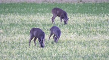 5 ! DSC_8867 Two does and a buck EC