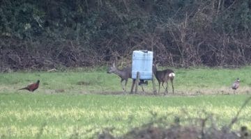 6 DSC_8249 Two of four roe deer at phsnt feeder EC