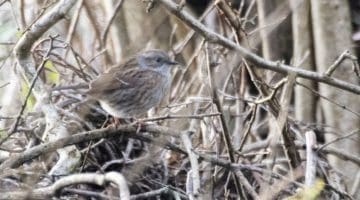 6 ! DSC_8553 Dunnock EC Reduced