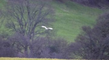 6 ! DSC_8838 Barn owl distant EC Reduced