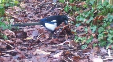 9 ! 01010036 Magpie vid_Moment ECC Reduced