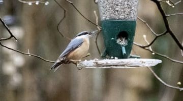 ! 1 DSC_9577 Nuthatch EC