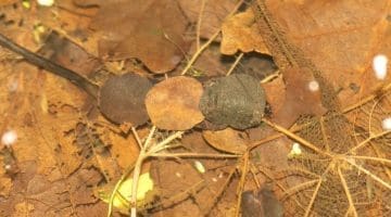 ! 10 DSC_9811 Three leaf caddis and head EC