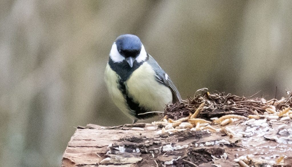! 2 DSC_9857 Male great tit EC