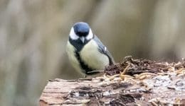 ! 2 DSC_9857 Male great tit EC
