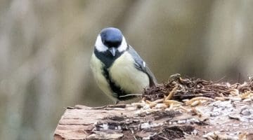 ! 2 DSC_9857 Male great tit EC