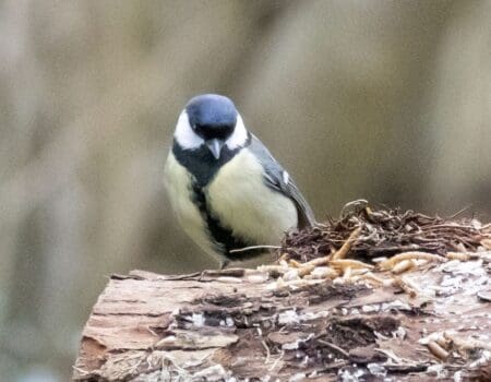 Wildlife Blog by Ron Allen – 5th February 2021