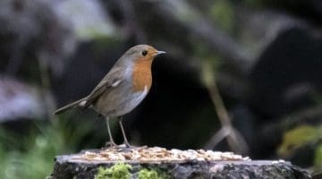 ! 3 DSC_9711 Robin EC