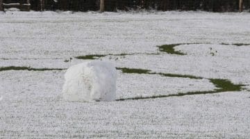 ! 3 Reduced DSC_9149 Giant snowball ECC