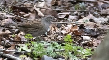 ! 4 DSC_9893 Dunnock EC