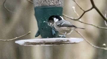 ! 5 DSC_9960 Coal tit EC