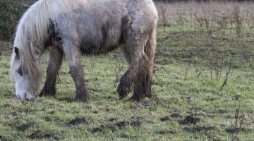! 6 DSC_8945 Horse and pied wagtails EC