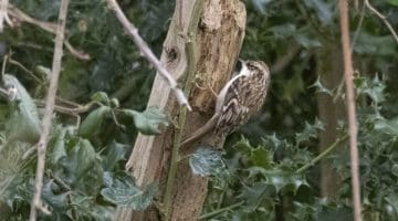 ! 7 DSC_0010 Treecreeper EC --