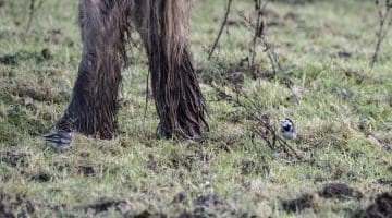 ! 7 Reduced DSC_8953 Two pied wagtails by hooves EC