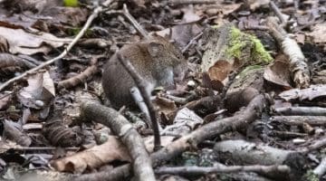 ! 8 DSC_9862 Bank vole ECC -