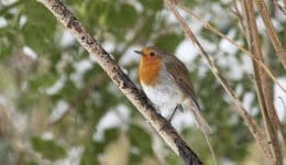 ! 8 Reduced DSC_9093 Robin EC --