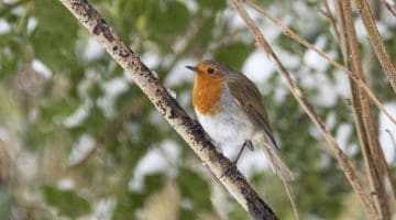 ! 8 Reduced DSC_9093 Robin EC --