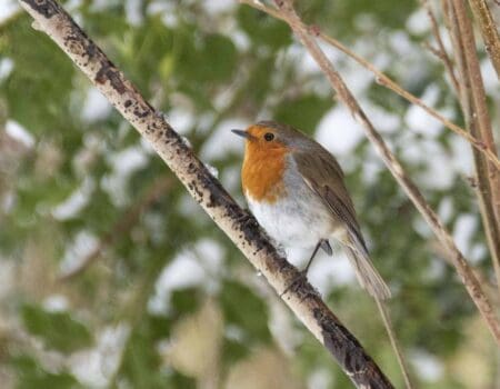 Wildlife Blog by Ron Allen – 29th January 2021