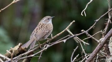 ! 9 Reduced DSC_9362 Dunnock EC