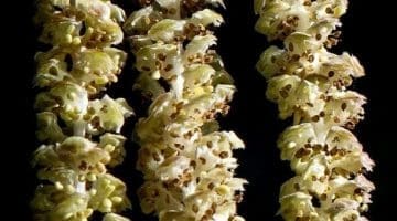 DSC_0087 Hzl catkin flowers ECC Reduced (2)