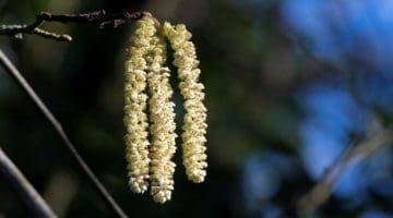 DSC_0087 Hzl catkins EC - Reduced