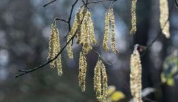 DSC_0100 Hzl catkins branch EC -- Reduced