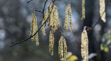 DSC_0100 Hzl catkins branch EC -- Reduced