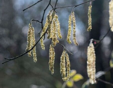 Wildlife Blog by Ron Allen – 19th February 2021