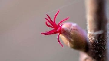 DSC_0735 Hazel flower EC Reduced